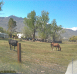 horses grazing near Paso Robles